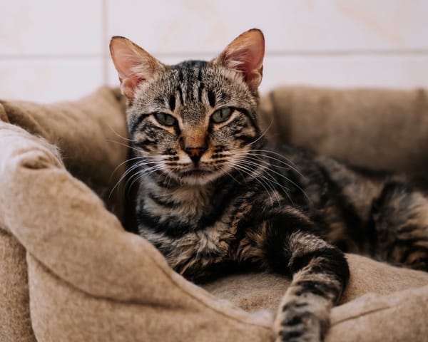 Ezyo [FIV+]