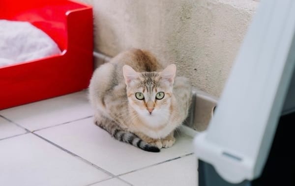 Bayla