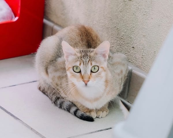 Bayla