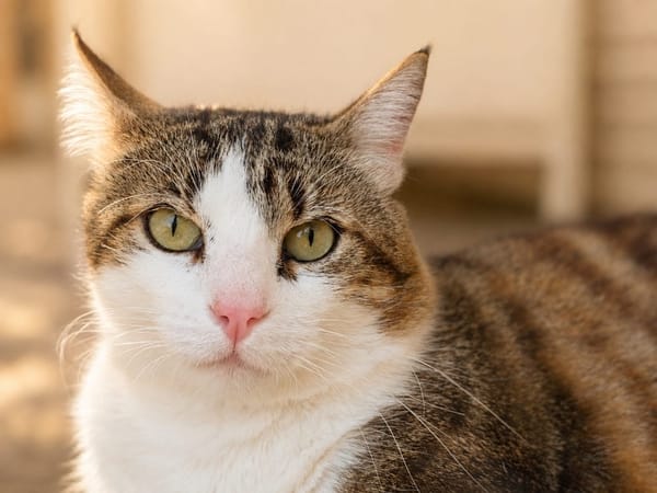 Touny [FIV+]