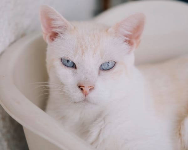 Nioky