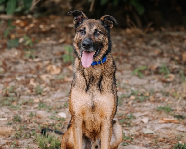 LOKI