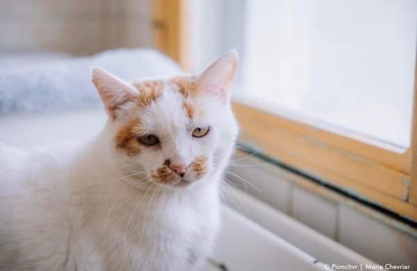 Chelki [FIV+]