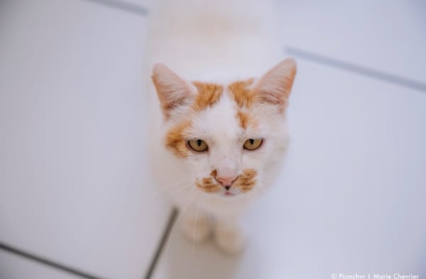Chelki [FIV+]