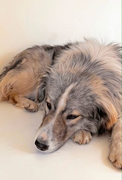 SAFFIE