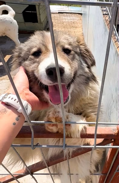 SAFFIE
