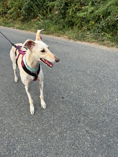 LISETTE (France)