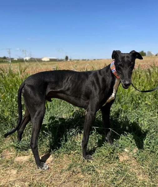 TOBO (Animalea)