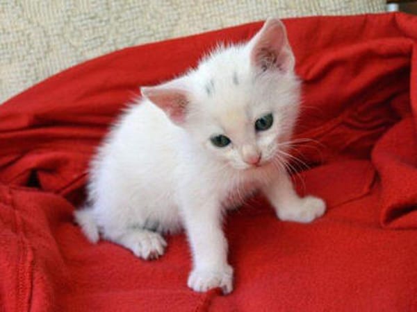 Pflegestellen für Katzen gesucht
