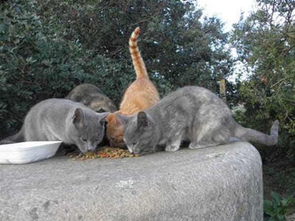 Pflegestellen für Katzen gesucht