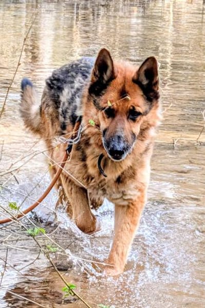 MUCHTAR, ein Schäferhund wie aus dem Bilderbuch