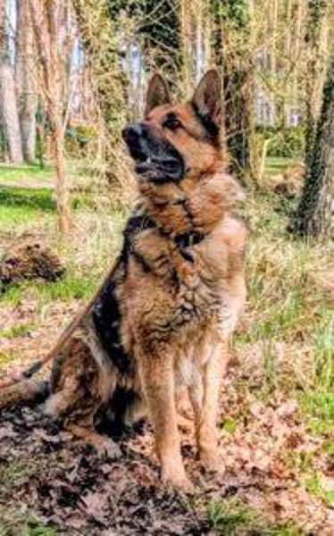 MUCHTAR, ein Schäferhund wie aus dem Bilderbuch