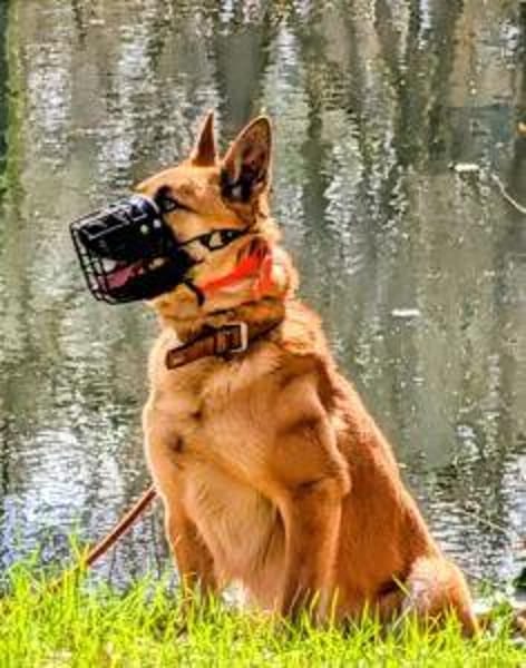 MORITZ, ein Hund mit Charakter für spezielle Menschen