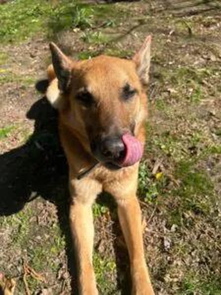 MORITZ, ein Hund mit Charakter für spezielle Menschen