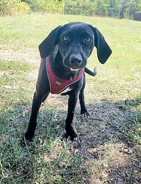 Labrador Mix Anton sucht ein Zuhause