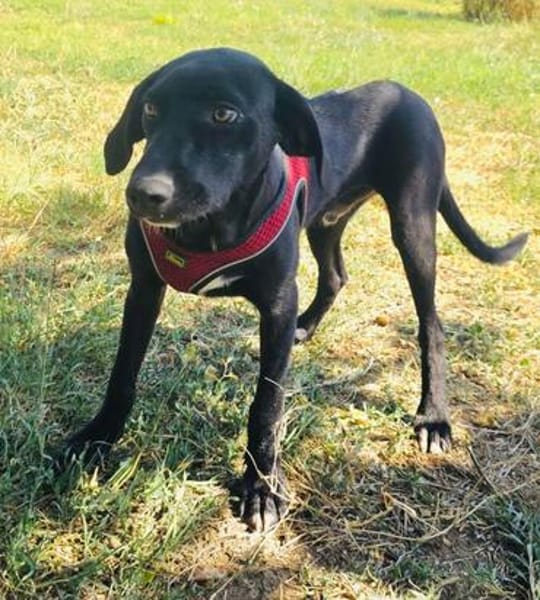 Labrador Mix Anton sucht ein Zuhause