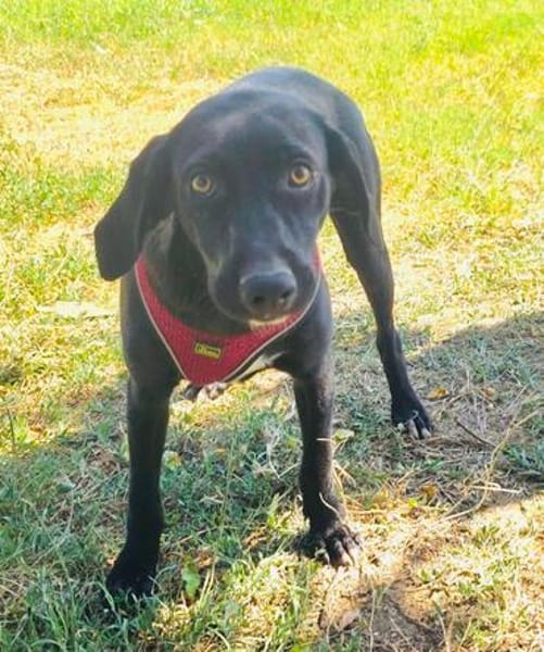 Labrador Mix Anton sucht ein Zuhause