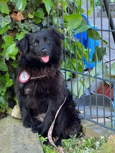 Raffi sucht seine Menschen 💙🐾