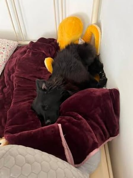 Raffi sucht seine Menschen 💙🐾