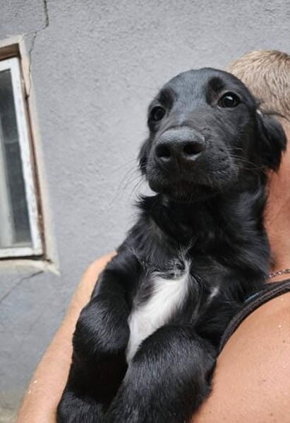 Crow,  hübsche Border Collie / Retriever Mix Rüde