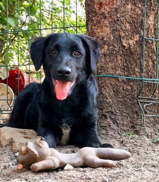 Crow,  hübsche Border Collie / Retriever Mix Rüde