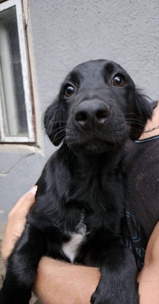 Crow,  hübsche Border Collie / Retriever Mix Rüde
