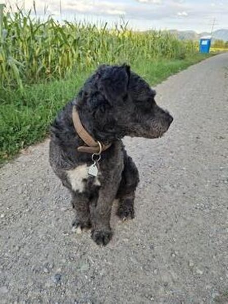 Struppi verliert sein Zuhause