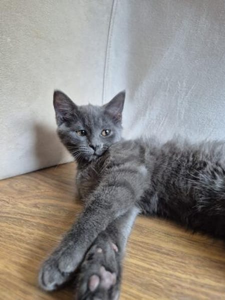 Bluey u.Crispy tolle kleine Kater in Lorch