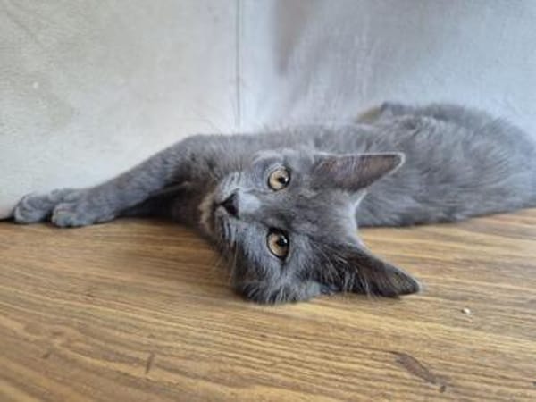 Bluey u.Crispy tolle kleine Kater in Lorch