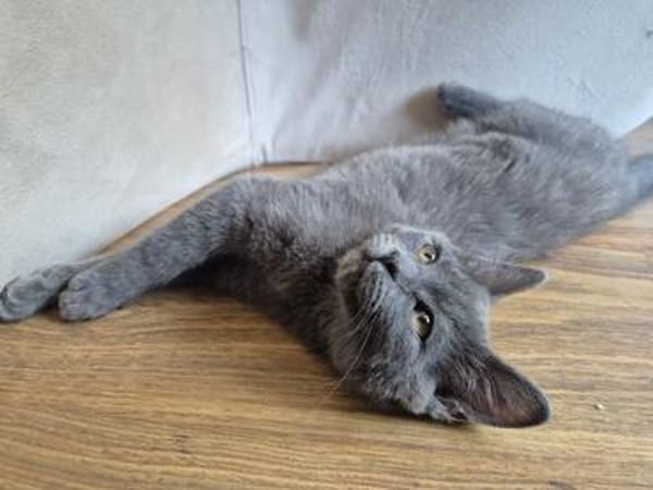 Bluey u.Crispy tolle kleine Kater in Lorch