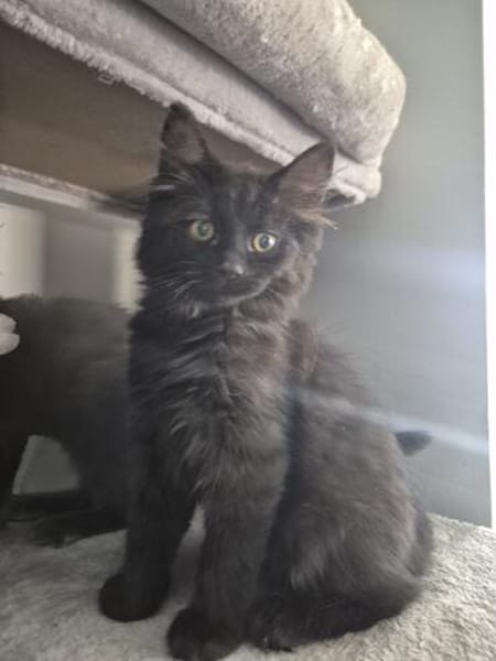 Bluey u.Crispy tolle kleine Kater in Lorch