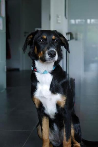 Elly ein Hund mit Potential