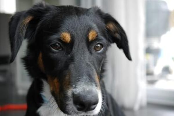 Elly ein Hund mit Potential