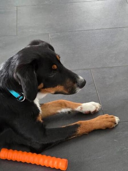 Elly ein Hund mit Potential