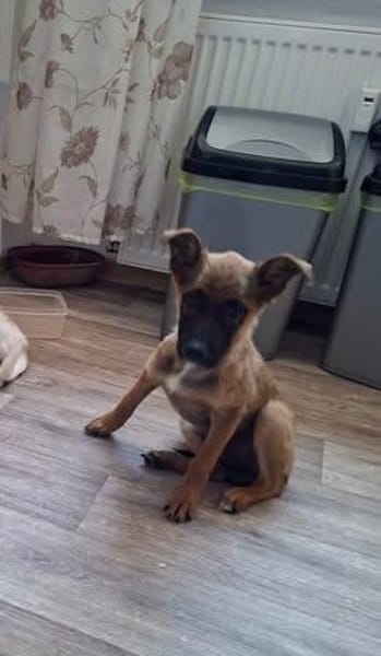 🐾❤ Käthe sucht ihr Zuhause für immer 🐾❤