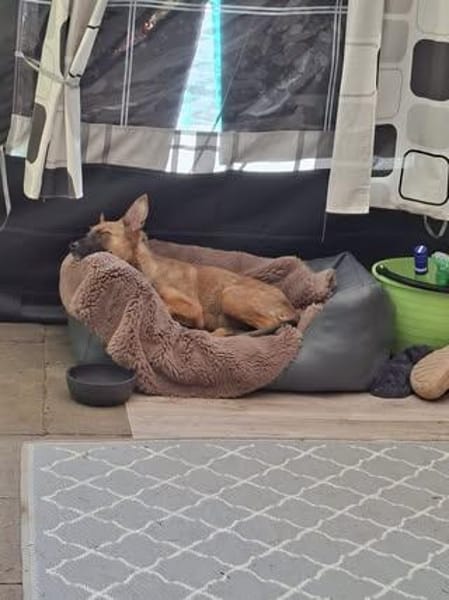 🐾❤ Käthe sucht ihr Zuhause für immer 🐾❤