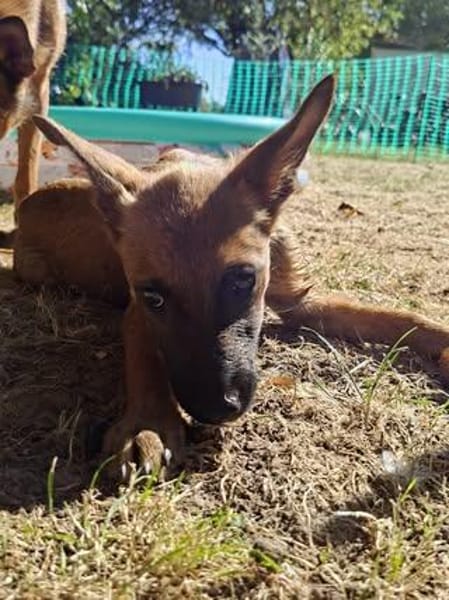 🐾❤ Käthe sucht ihr Zuhause für immer 🐾❤