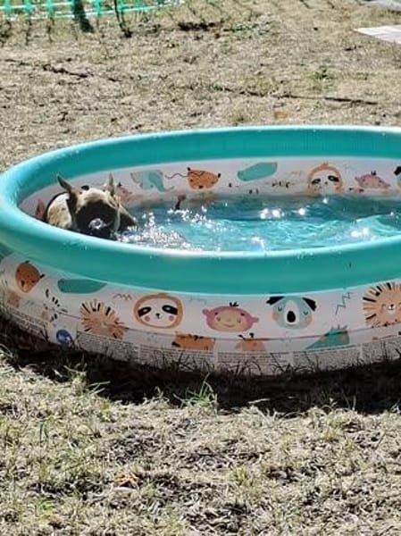 🐾❤ Käthe sucht ihr Zuhause für immer 🐾❤