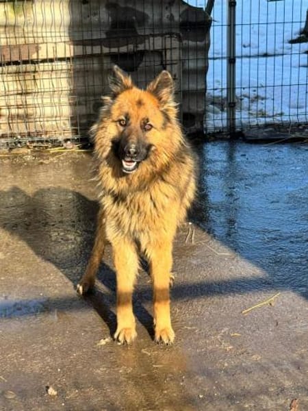 Buddy sucht seine Menschen