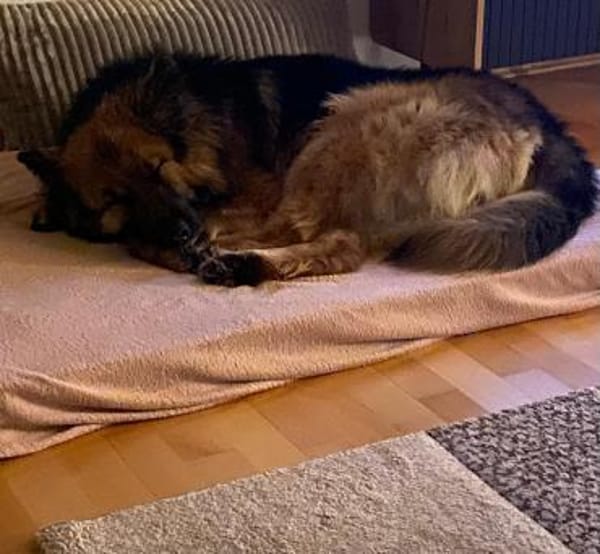 Buddy sucht seine Menschen