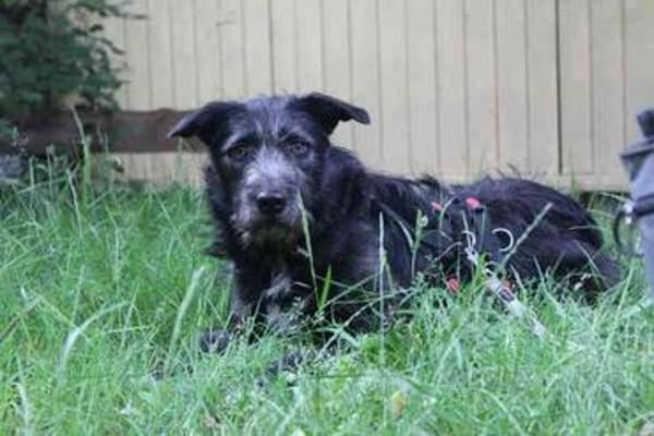 Winnie, noch sehr ängstlich