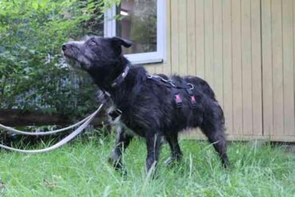 Winnie, noch sehr ängstlich