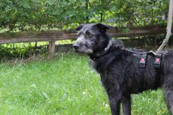 Winnie, noch sehr ängstlich