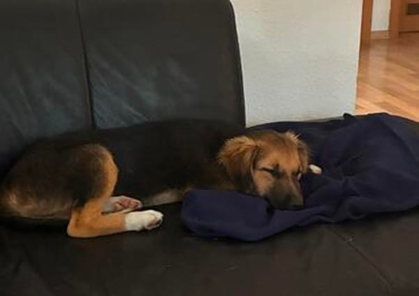 Darius - der zaghafte Kuschelprofi