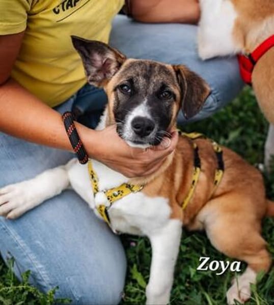 ❤DRINGEND Pflegestelle für Zoey, Zoya, Lenny, Coco