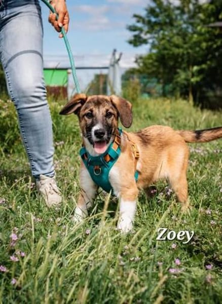 ❤DRINGEND Pflegestelle für Zoey, Zoya, Lenny, Coco
