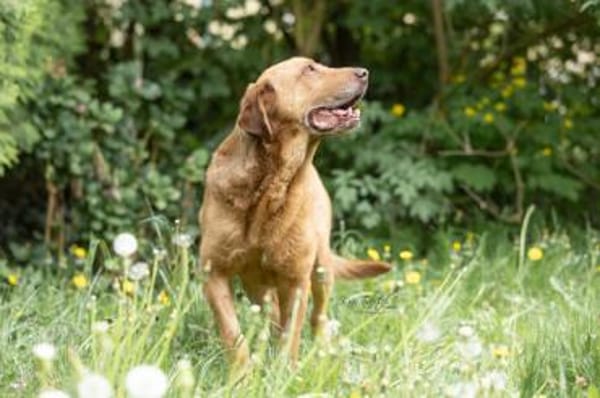 Menschenbezogener Ricky sucht Zuhause
