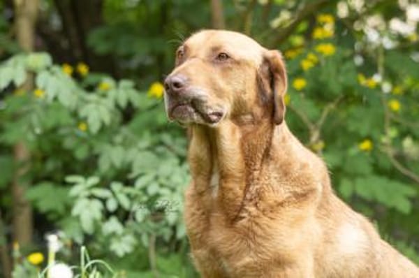 Menschenbezogener Ricky sucht Zuhause