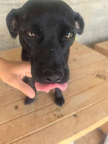 Ranya, kleine Pinscher Mix Hündin