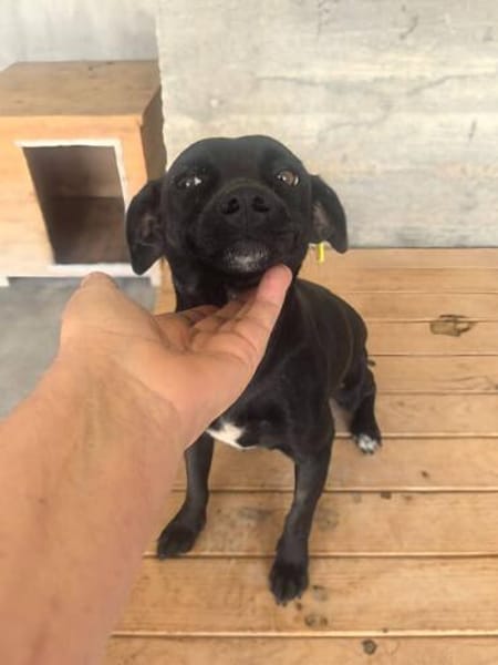Ranya, kleine Pinscher Mix Hündin